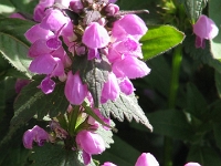 02055 - Lamium   Each New Day A Miracle  [  Understanding the Bible   |   Poetry   |   Story  ]- by Pete Rhebergen